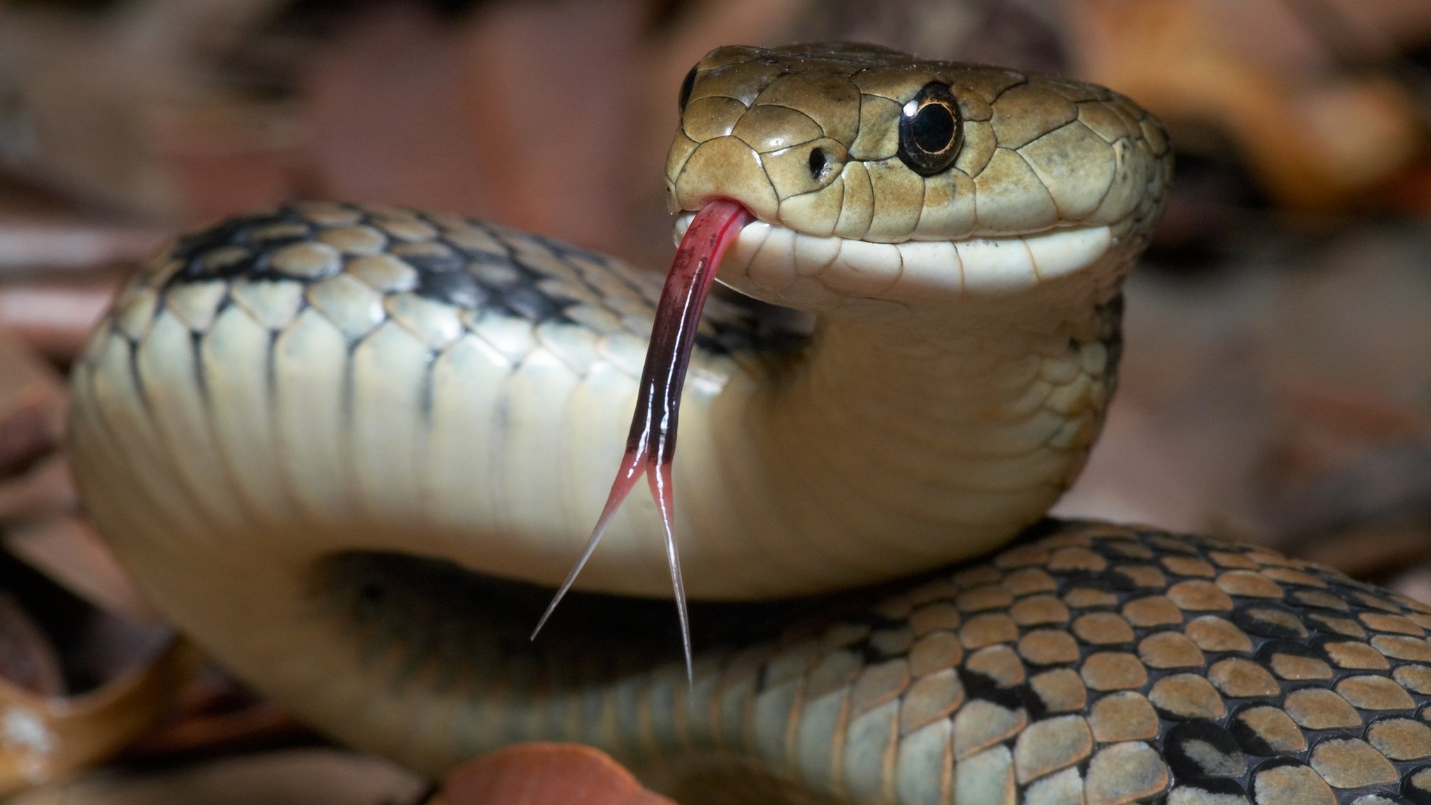 Can A Dead Snake Still Bite Me? Science Explains! 