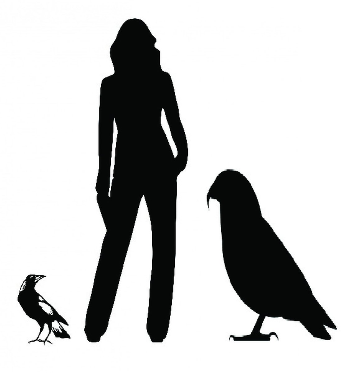 График, показывающий размер гигантского попугая по сравнению с человеком