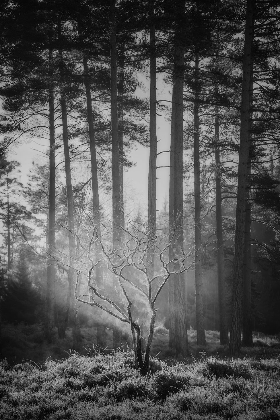 Голое дерево освещено прожектором в лесу