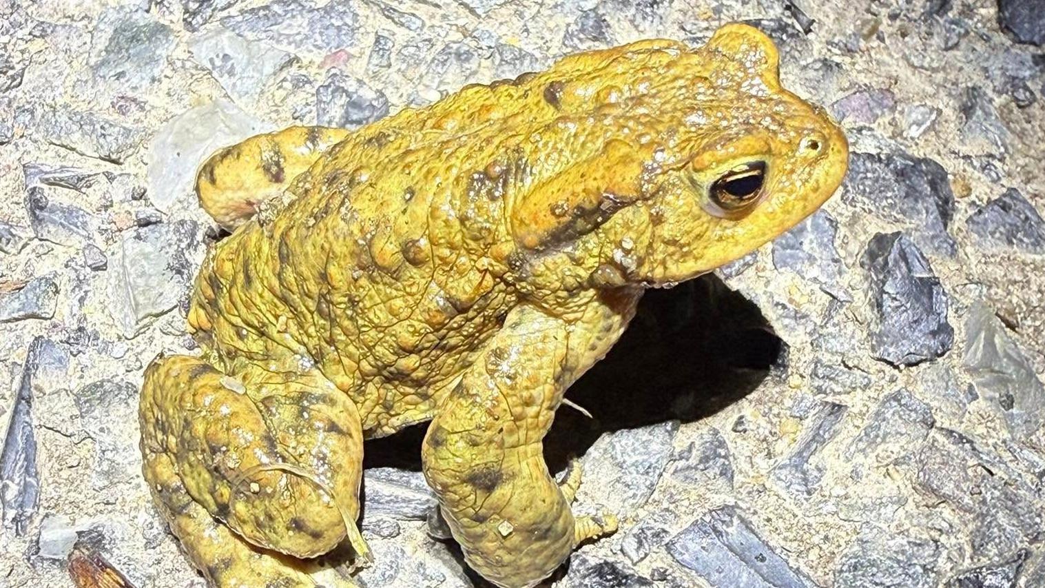 Toad patrol' helps over 800 amphibians cross road near Farnham