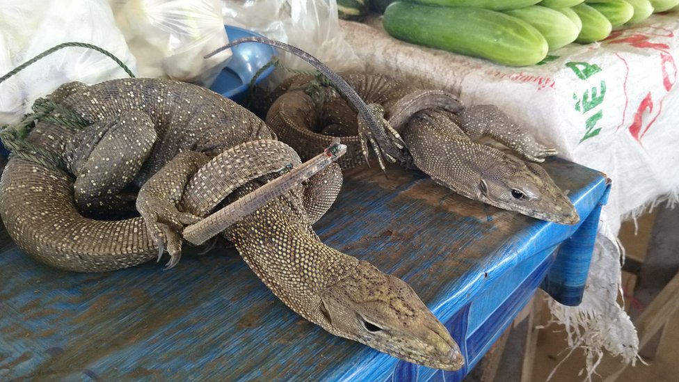 Monitor lizards being sold in Attepeu province of Lao PDR