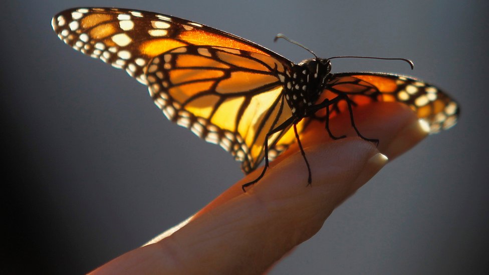 A monarch butterfly on a visitor's hand at the Monarch Grove Sanctuary in Pacific Grove, California. 30 December 2014.