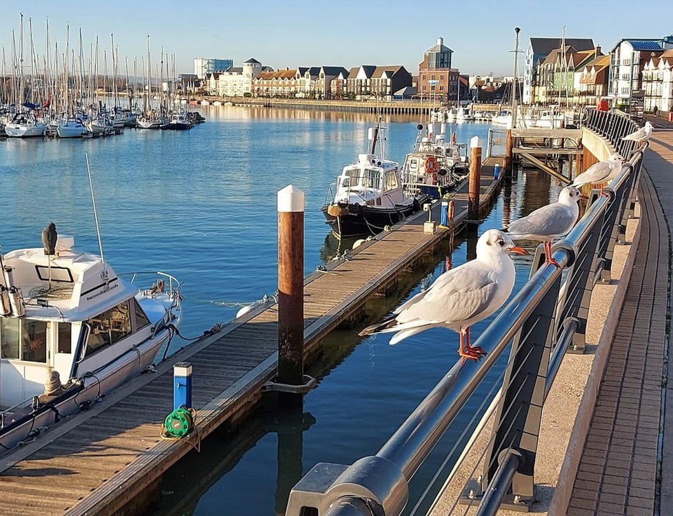 Birds on a rail by boats