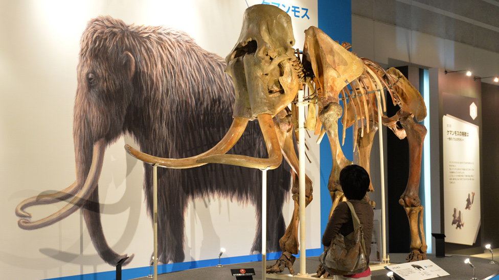 Ilustración y reconstrucción del esqueleto de un mamut en una exhibición en Japón