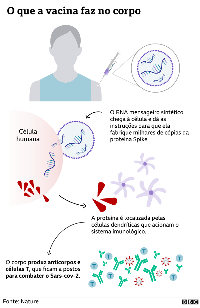 O que a vacina de mRNA faz no corpo