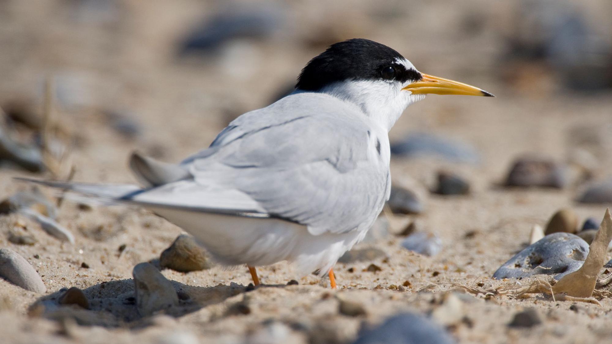 Birds Little Tern クランベリー 1437 Birds by Toikka | Little Tern