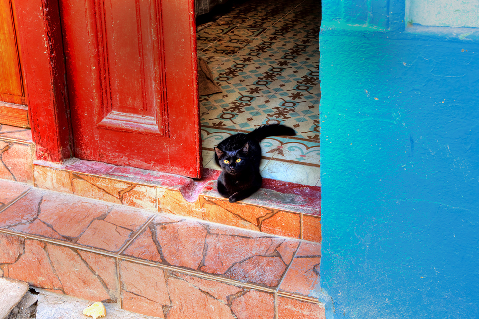 Кот на улице Агилар в старой Гаване
