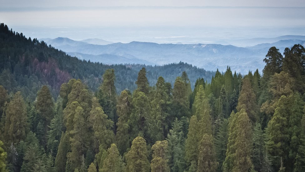 El paisaje de California se ve más verde esta primavera. Redwoods, California