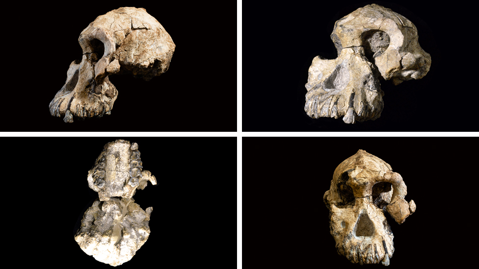 Vistas del cráneo encontrado en Etiopía