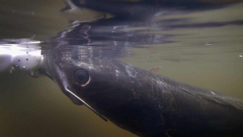 سمكة رأس الأفعى تسبح قريبا من سطح الماء
