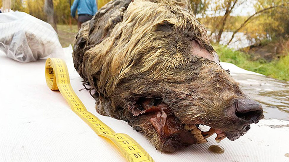 Cabeza de un lobo hallada en Siberia