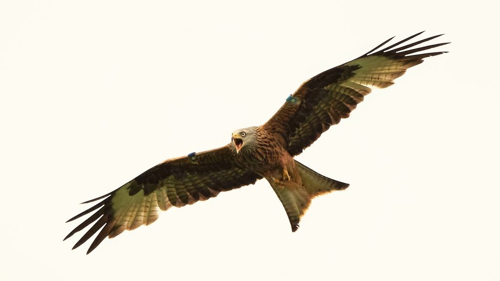 red kite mobile red kite mobile