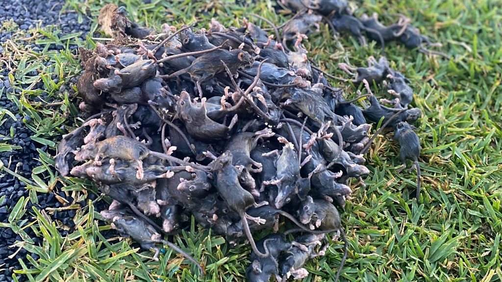 Mouse plague deals fresh blow to Australian farmers