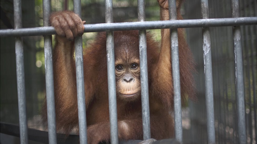 Орангутан в реабилитационном центре на Суматре