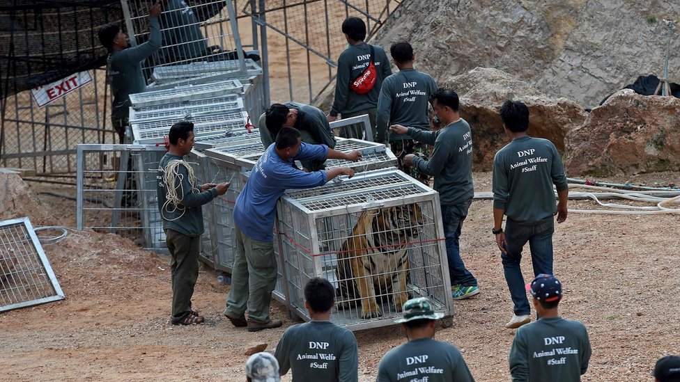 Тайские чиновники дикой природы используют туннель клеток, чтобы поймать тигра и вывести его из вольера в храме тигра Ват Пха Луанг Та Буа в провинции Канчанабури