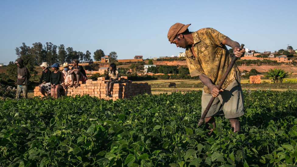 Seorang petani yang merawat tanaman artemisia di Madagaskar - Mei 2020