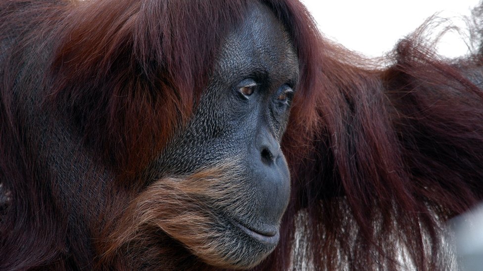 Sumatran orangutan Puan at Perth Zoo in Western Australia