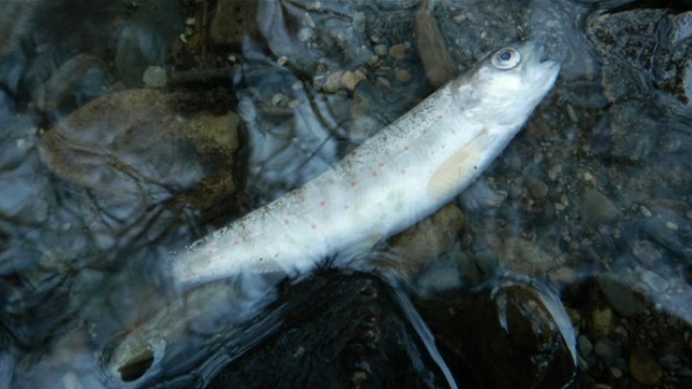 Мертвая рыба в реке Западный Уэльс после инцидента с загрязнением