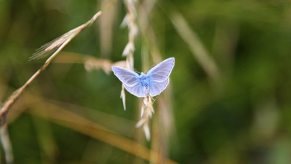 Чалкхилл Голубая бабочка