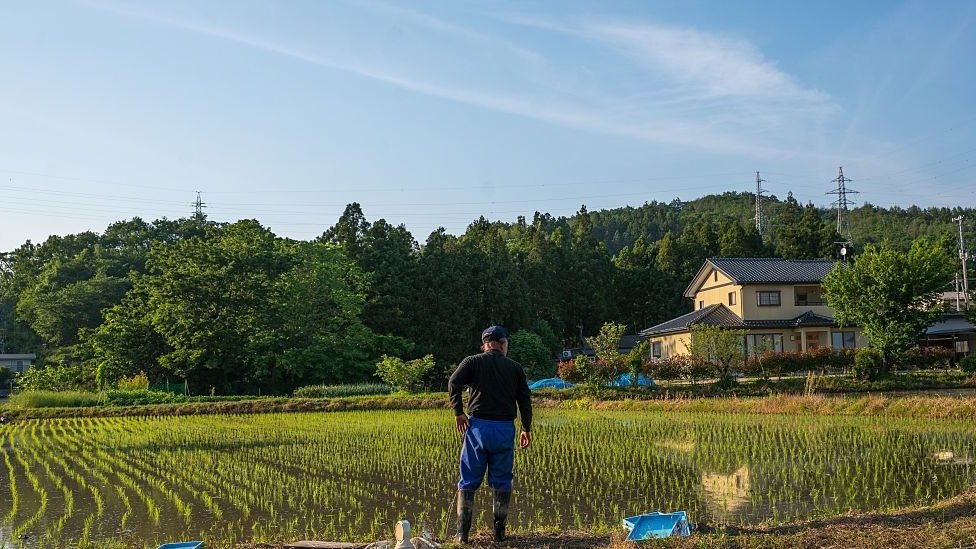A Fukushima farmer looks at his rice field in the district of Iiate