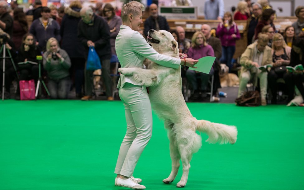 bbc crufts 2019