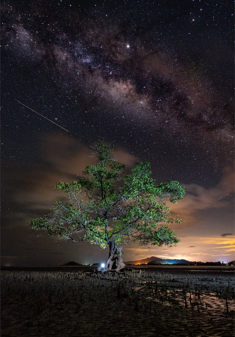 Kerusakan Hutan Bakau Ri Disorot Dalam Lomba Fotografi Mangrove Dunia