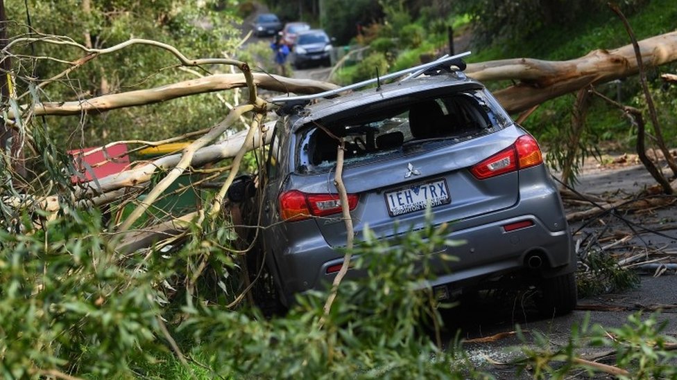 A fallen tree on a crushed car in Melbourne