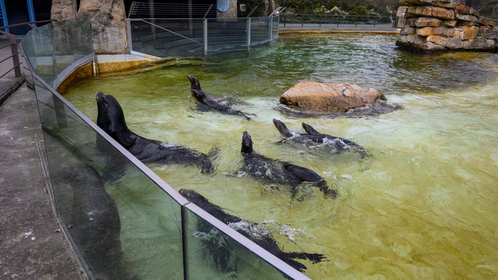 foke u berlinskom zoo vrtu