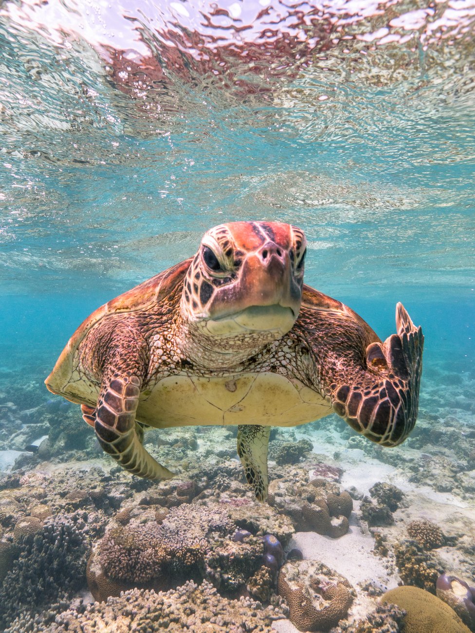 A turtle appearing to be gesticulating at the camera