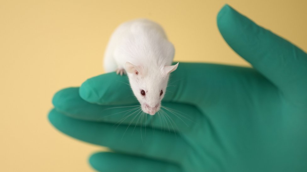 Karp y sus colegas analizaron más de 230 características físicas en cerca de 14.000 ratones de ambos sexos y observaron diferencias relativas al sexo en el 57% de los rasgos cuantificables. Ratones