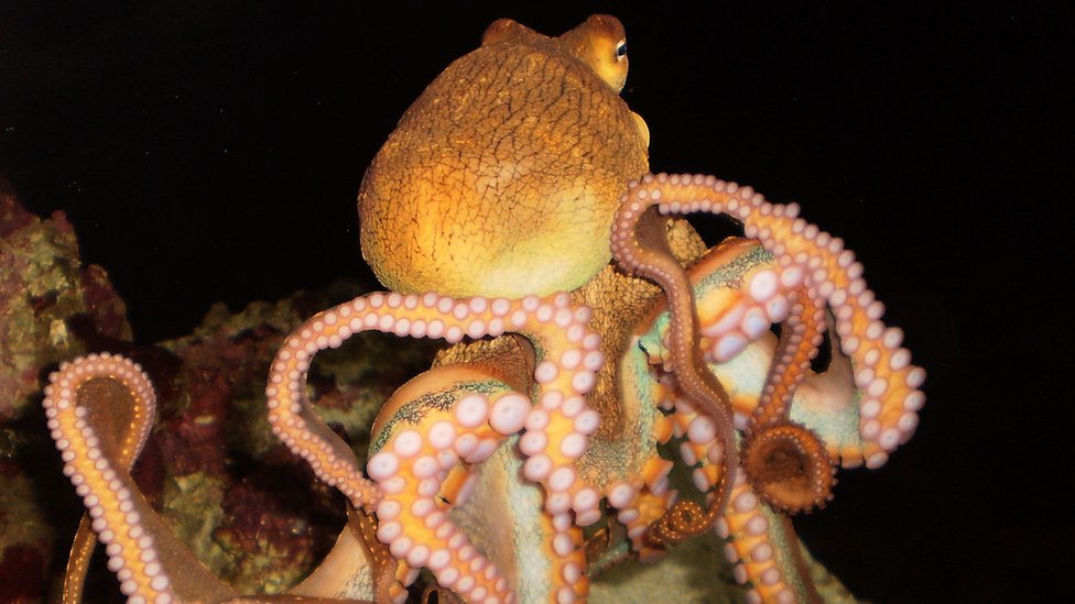 Octopus swimming at night