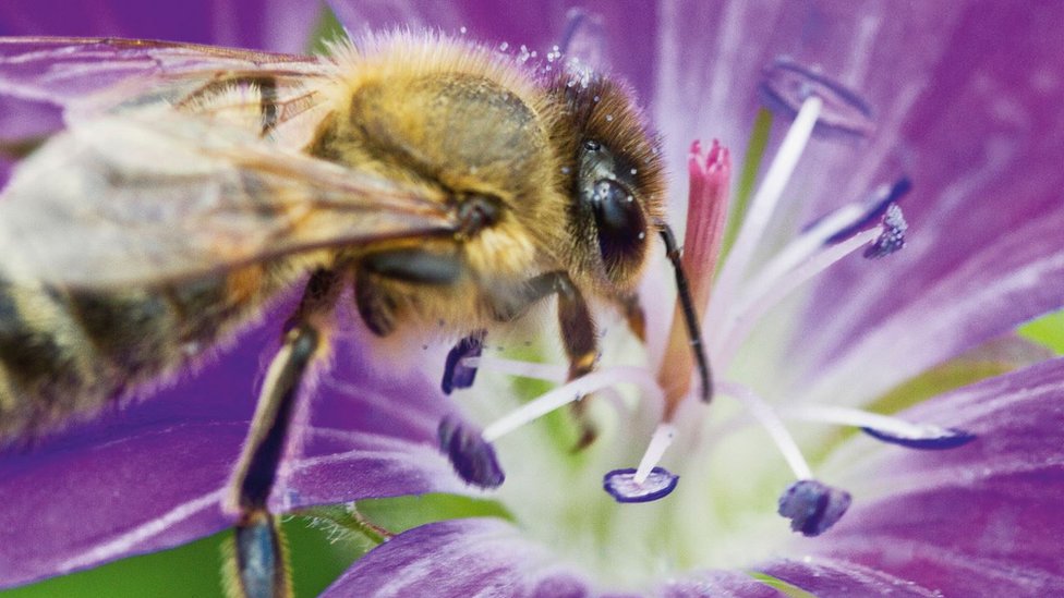 U mnogim zemljama sve je manje divljih pčela