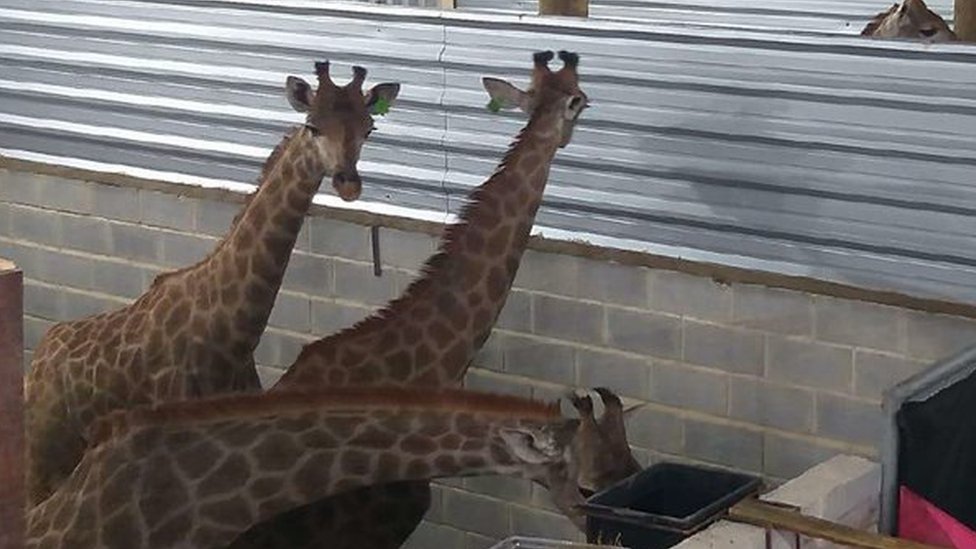 Two giraffes facing the wall of a bay with the head of another giraffe in the neighbouring bay just visible