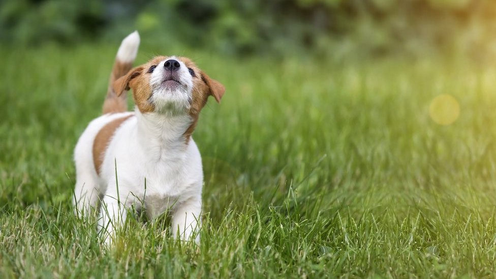 Notices In Only 2 Of 516 Dog Barking Noise Complaints Bbc News