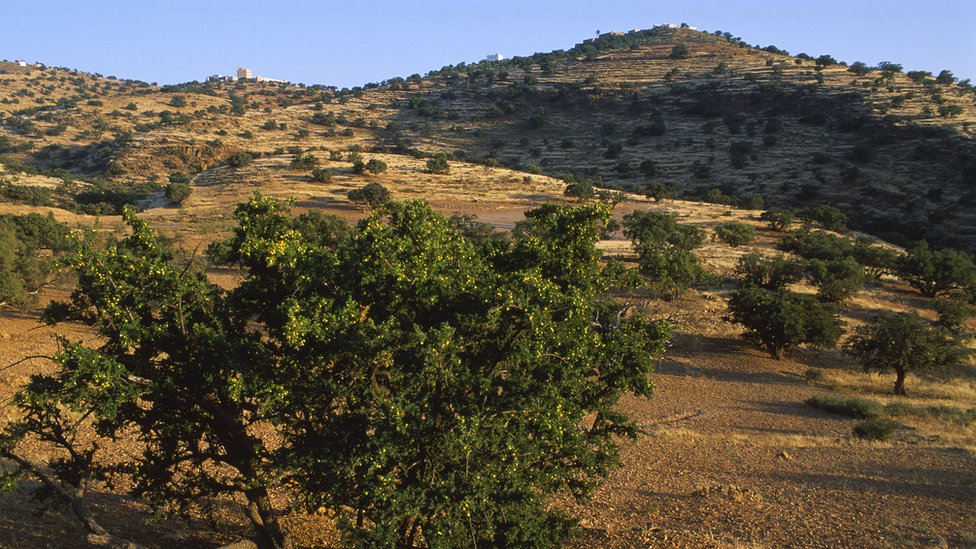 Fas'taki argan ağaçları