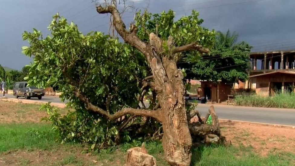 Komfo Anokye kola tree: Man denies chopping down 300-year-old tree
