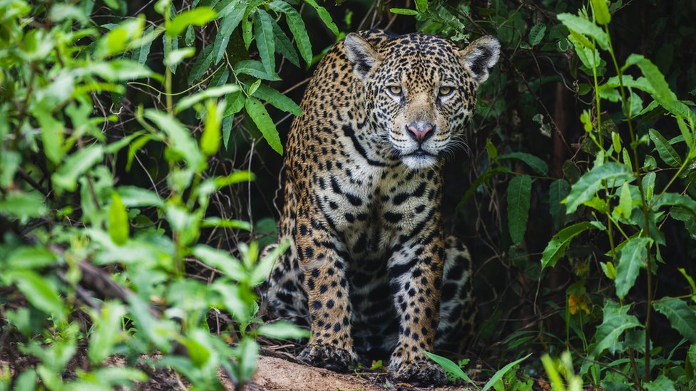 Охота на дикого ягуара в Пантанале появляется из-за густой растительности