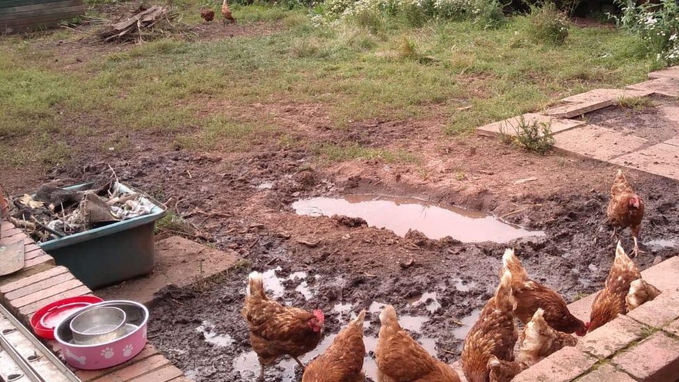 Цыплята в саду родительского дома Кирсти Шелтон
