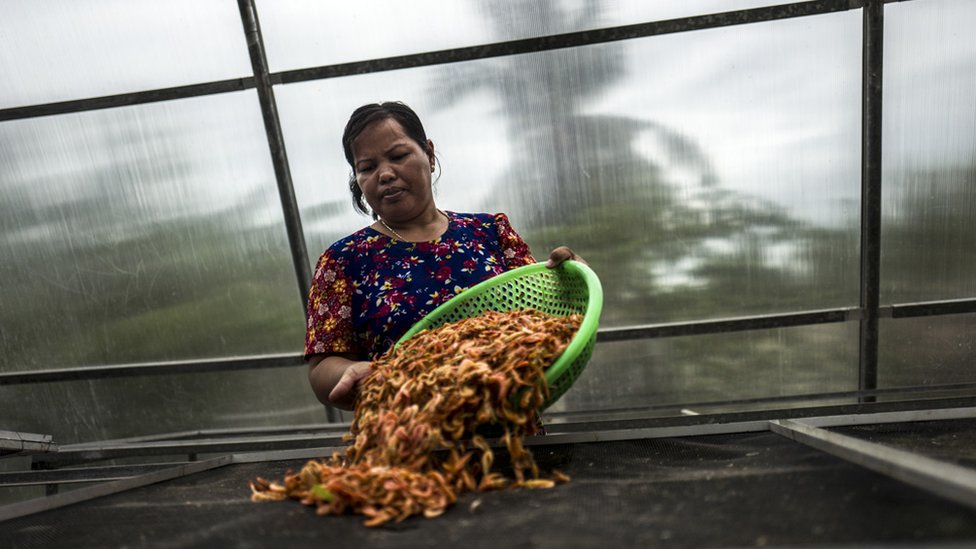 В солнечной сушилке член сообщества Trapang Sangke сортирует креветки