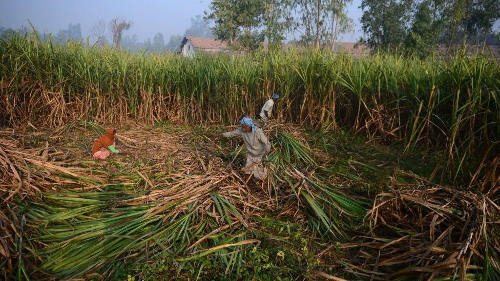 Indijski radnici u polju šećerne trske