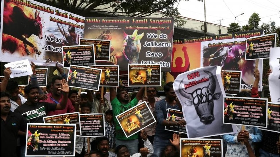 Члены тамильских организаций, студенты и сторонники держат плакаты во время акции протеста с требованием снятия запрета на укрощение быков Джалликатту в Ченнаи, Тамил Наду, Индия, 21 января 2017 г.