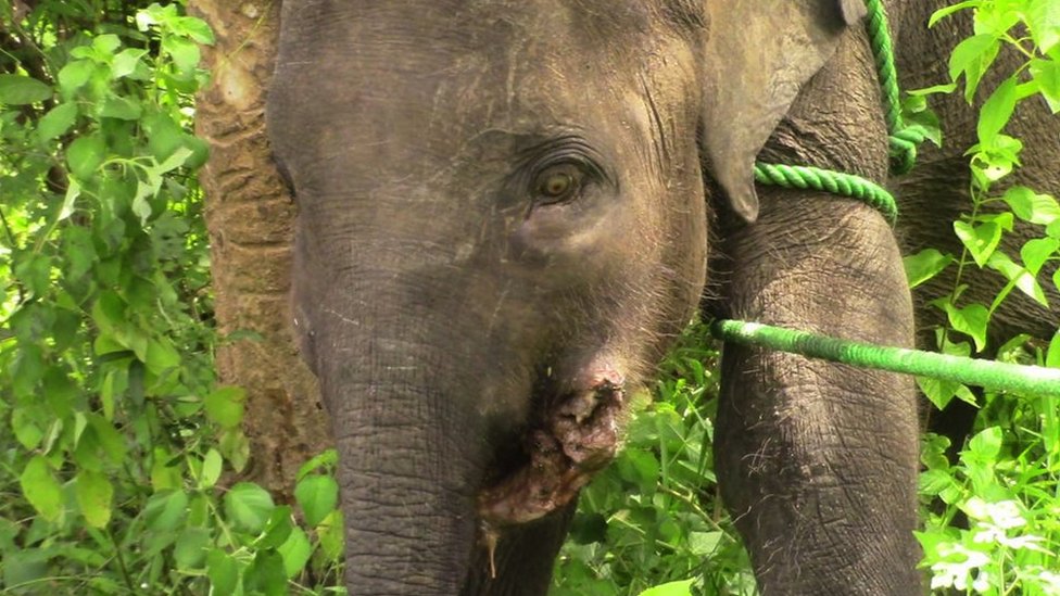 A baby elephant injured due to a jaw bomb in Sri Lanka