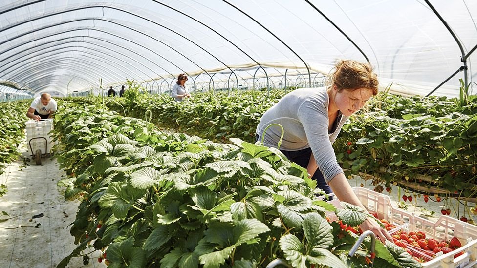 Mulher colhendo tomates em horta