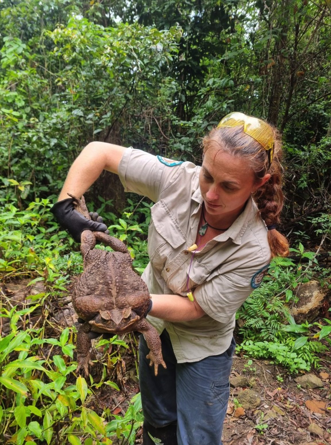 Park ranger Kylee Gray holding the giant toad surrounded by foliage