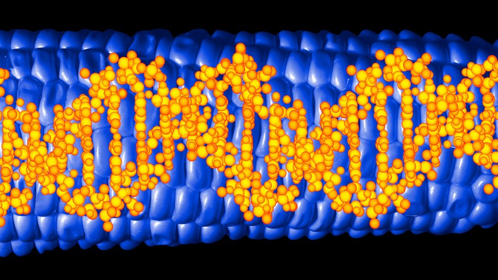 DNA (temsili)