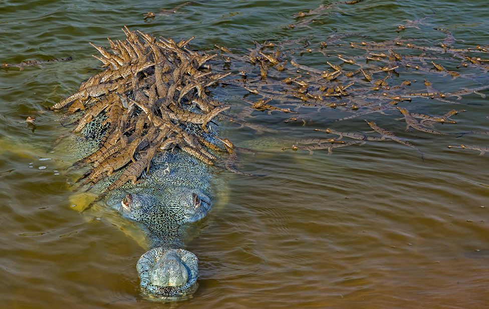 Dhritiman Mukherjee image of a gharial croc