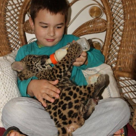 Tiago alimenta a un cachorro de jaguar con un biberón.