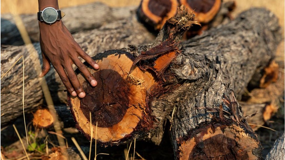 Best Muchenje Специалист по расширению лесного хозяйства осматривает груду срубленных бревен с некондиционного дерева Мопани на лесной поляне в районе Мхондоро-Нгези, 1 ноября 2019 г. - Район Мхондоро-Нгези, примерно в 150 км от столицы Зимбабве Хараре, испытал усиление вырубки лесов по мере вырубки деревьев для производства древесного угля. Зимбабве ежегодно теряет более 330 000 гектаров леса. Сельское хозяйство по-прежнему остается главной движущей силой вырубки лесов.