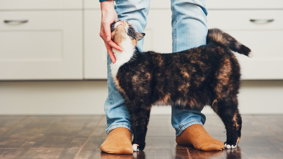 Como Acariciar A Un Gato Segun La Ciencia Y Como Saber Si De