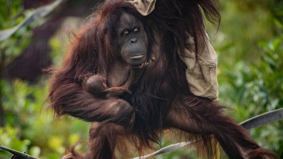 Борнейский орангутанг с детенышем